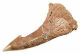 Fossil Sawfish (Onchopristis) Rostral Barb - Morocco #285516-1